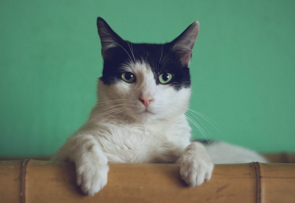 manja-vitolic-gKXKBY-C-Dk-unsplash-1024x705.jpg